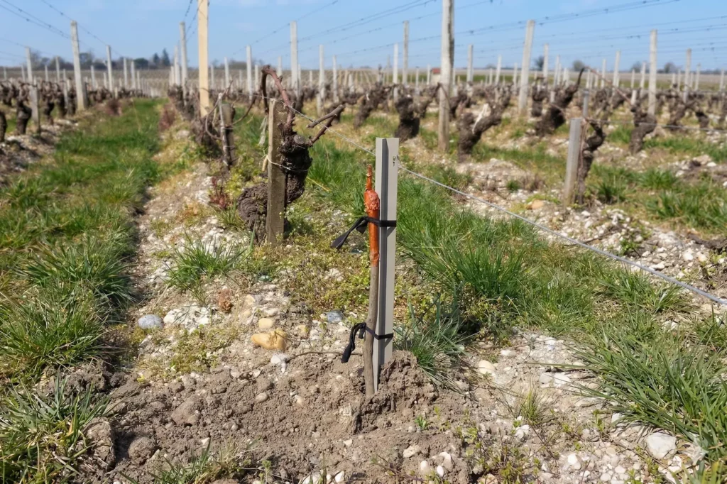 Tuteur marquant HP en PVC recyclé dans les vignes – Hyères Profilés